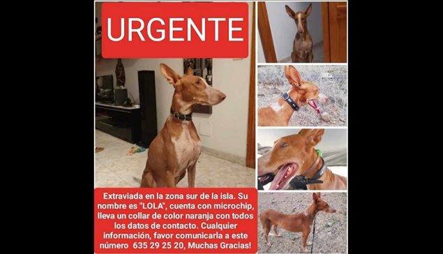 Lola is al 4 dagen vermist in het zuiden van Gran Canaria in de omgeving van Bahía Feliz